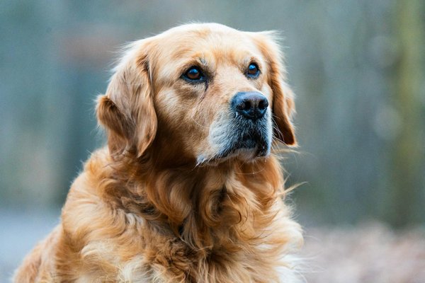 Panier osier pour chien : allier confort et naturel pour votre compagnon