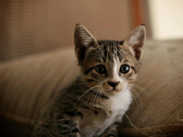 Colliers pour chiots : que faut-il savoir?